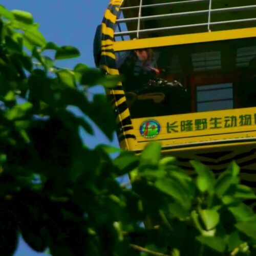 Chimelong Xiangjiang Safari Park – Producer’s Conclusion